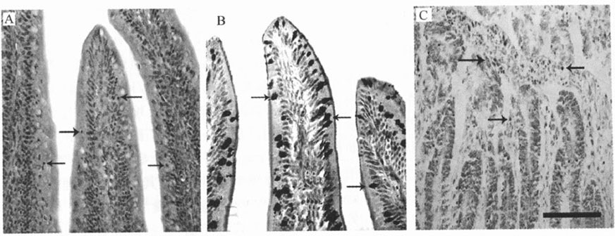 丁酸鈉對肉雞小腸黏膜免疫相關(guān)細(xì)胞的影響