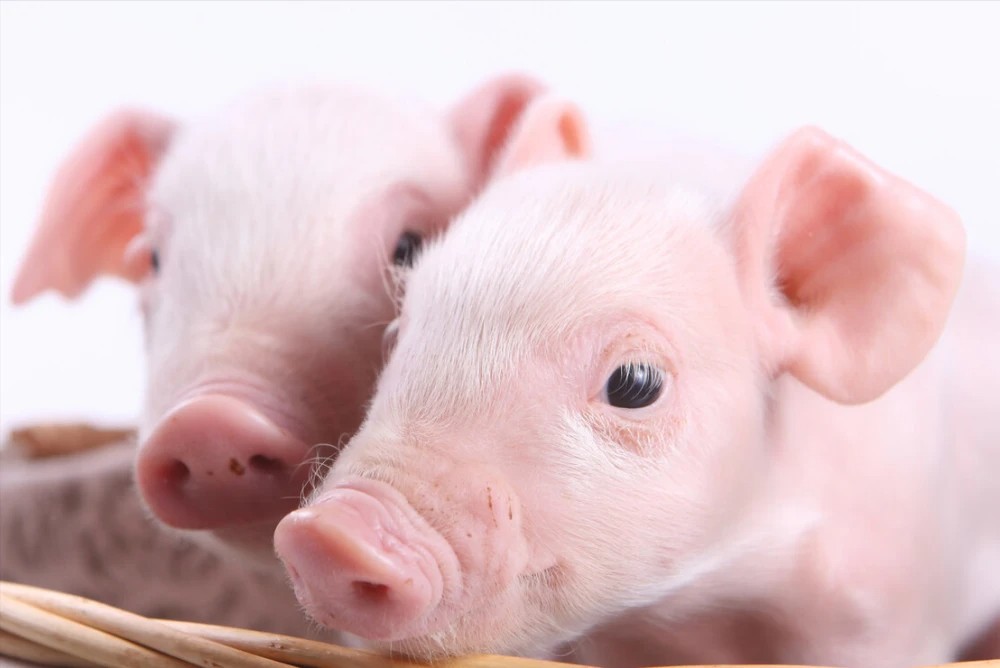 丁酸鹽對(duì)斷奶仔豬生長(zhǎng)性能和腹瀉的影響