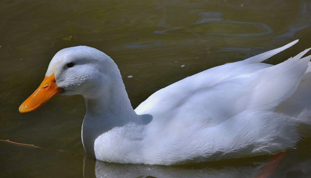 中短鏈脂肪酸甘油酯對(duì)櫻桃谷肉鴨生長性能、肌肉品質(zhì)和血液生化指標(biāo)的影響